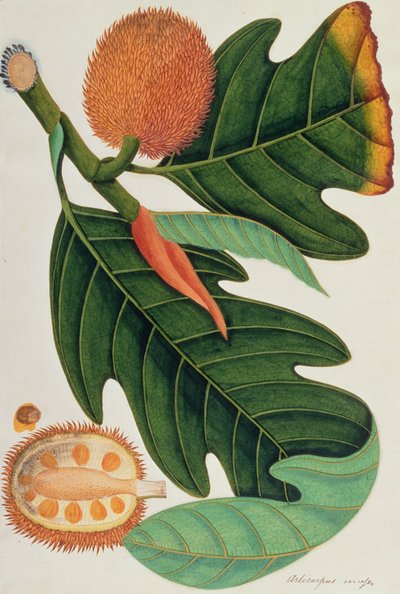 Trab oder Artocarpus incesses, aus Zeichnungen von Pflanzen aus Malakka, ca. 1805-18 von Chinese School